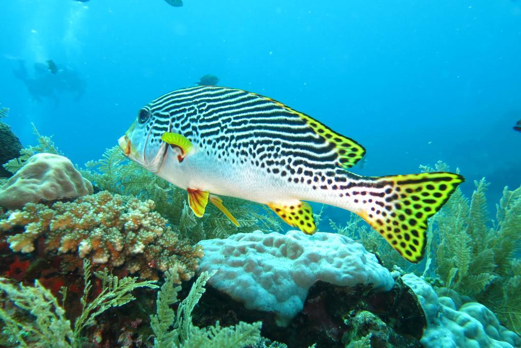 Seahua Ha Ha Tulamben Dive Resort Exteriér fotografie