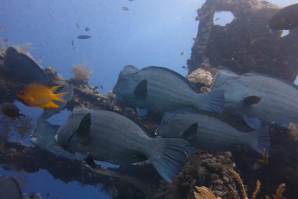 Seahua Ha Ha Tulamben Dive Resort Exteriér fotografie