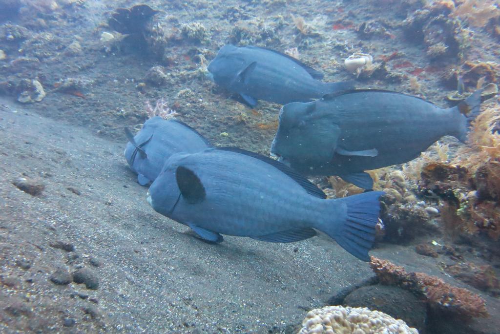 Seahua Ha Ha Tulamben Dive Resort Exteriér fotografie