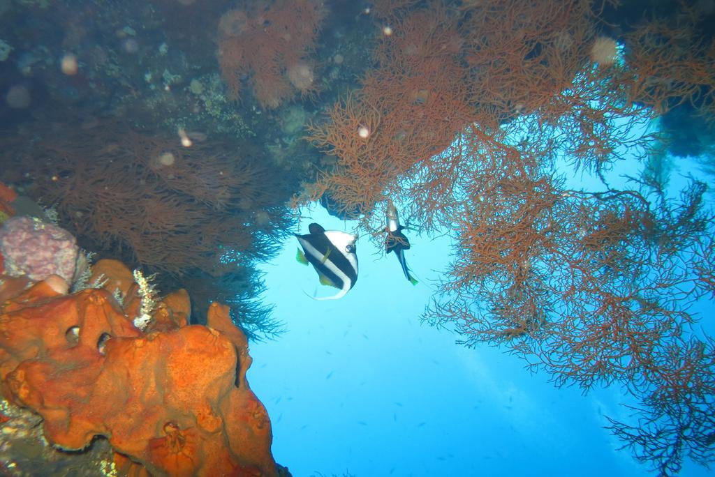 Seahua Ha Ha Tulamben Dive Resort Exteriér fotografie